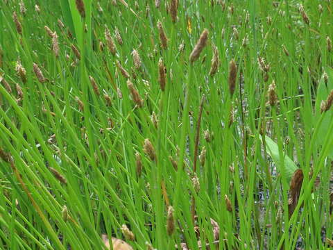 Image of Eleocharis ussuriensis Zinserl.