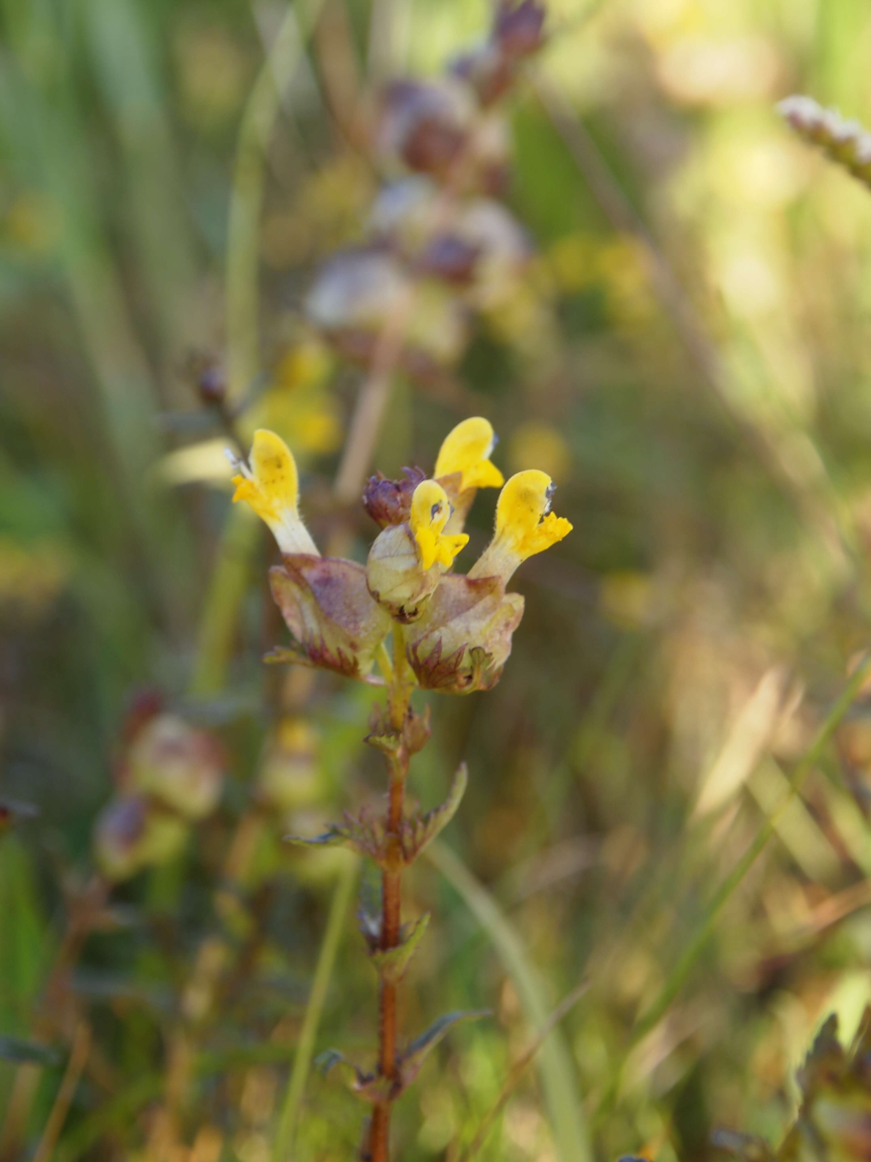 Image of Yellow rattle