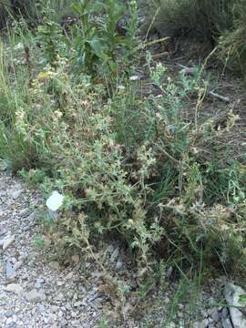 Image of hedgehog pricklypoppy