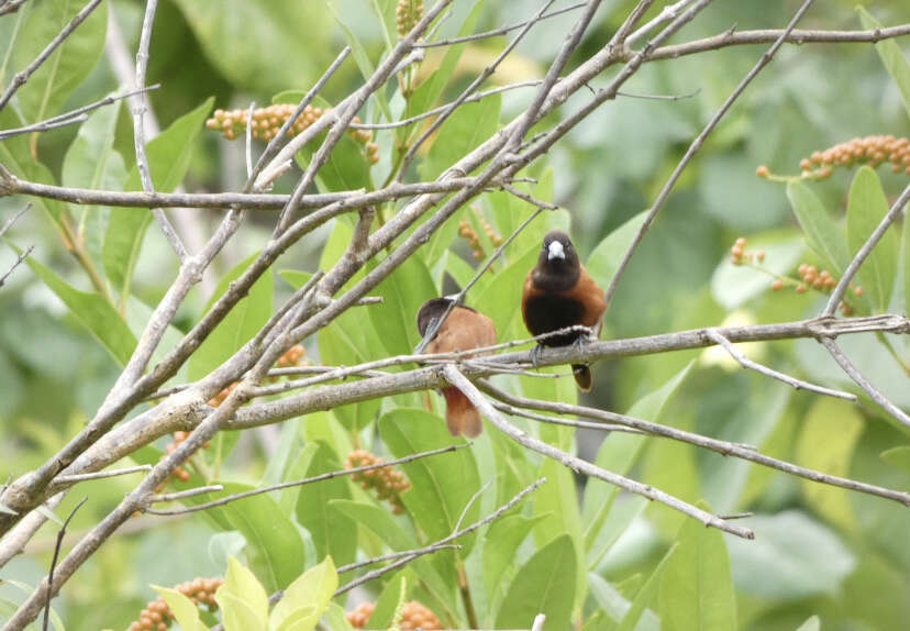 Sivun Lonchura atricapilla jagori (Martens & KE 1866) kuva