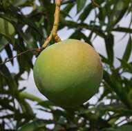 Image of Mango