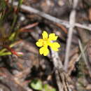 Image de Goodenia pusilla (de Vriese) de Vriese