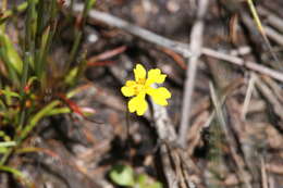 Слика од Goodenia pusilla (de Vriese) de Vriese