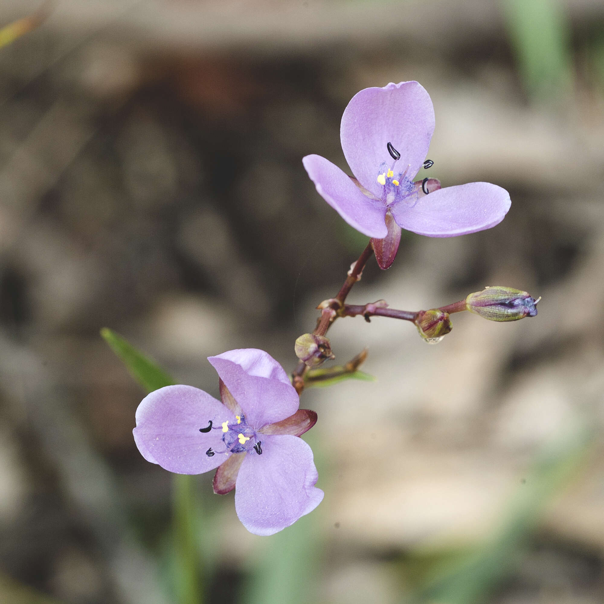 Murdannia graminea (R. Br.) G. Brückn.的圖片