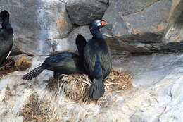 صورة Phalacrocorax magellanicus (Gmelin & JF 1789)