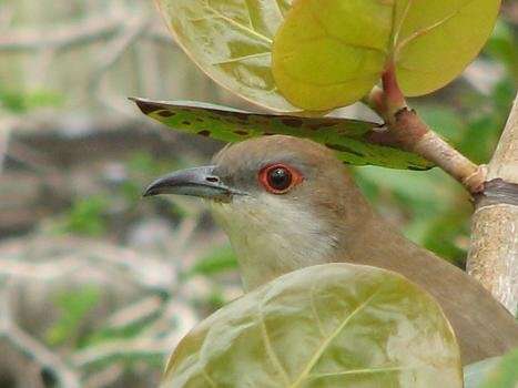 Image of Black-billed Cuckoo