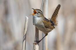 Image of Marsh Wren