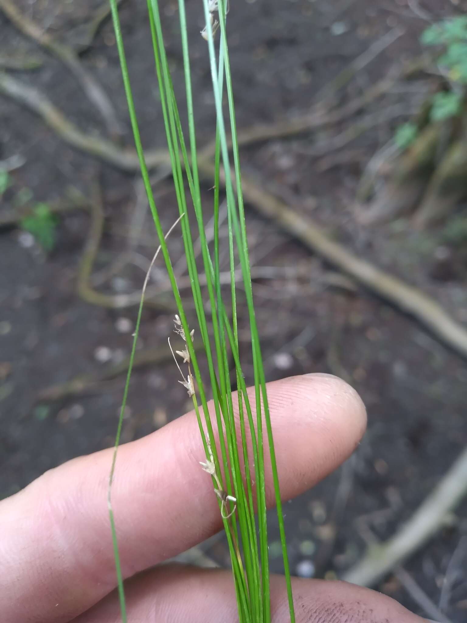 Image of prickly bog sedge