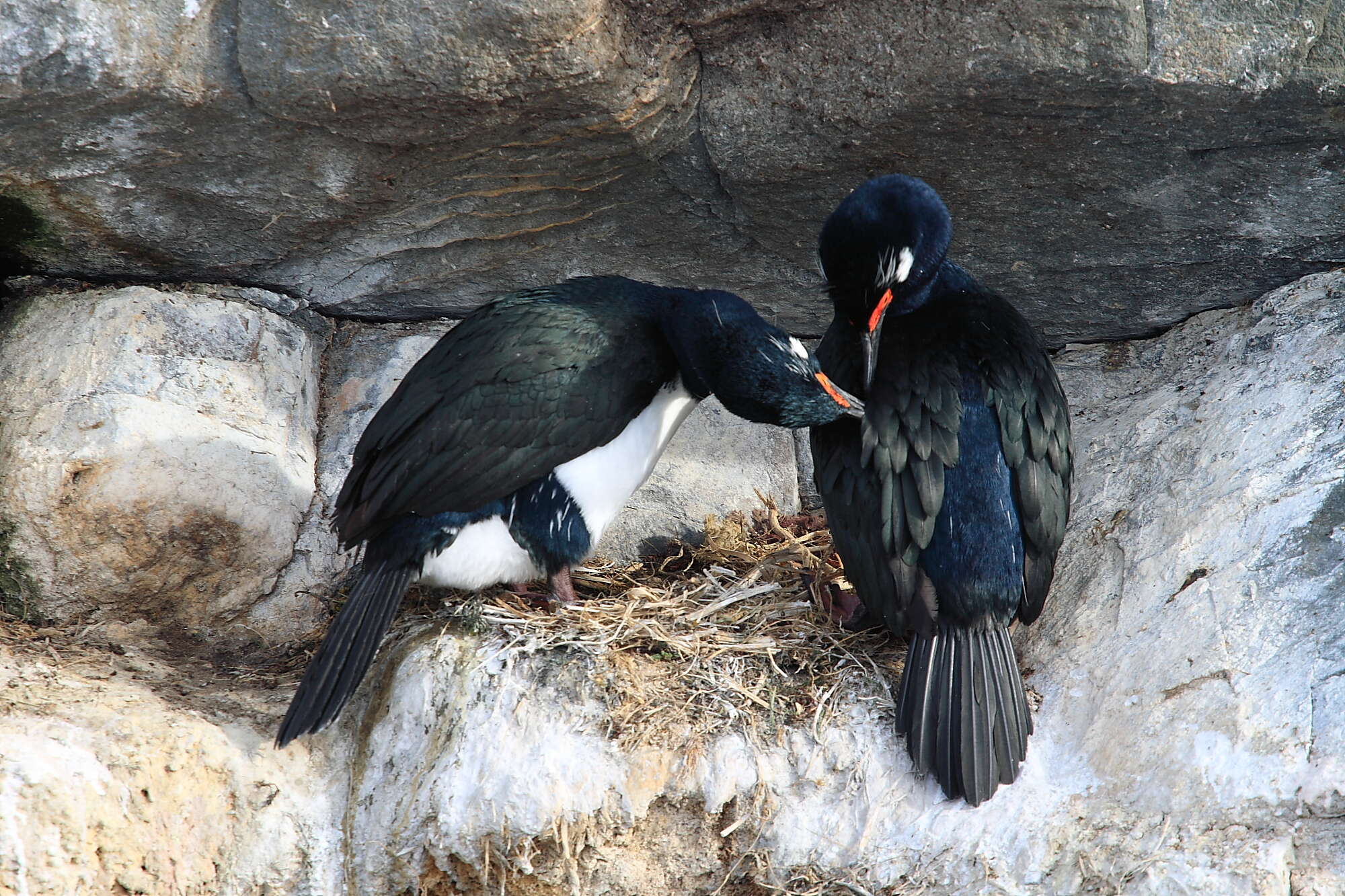 صورة Phalacrocorax magellanicus (Gmelin & JF 1789)