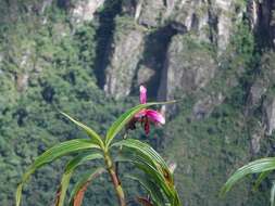 Plancia ëd Sobralia dichotoma Ruiz & Pav.