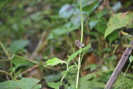 Image of Ithomia agnosia Hewitson 1854