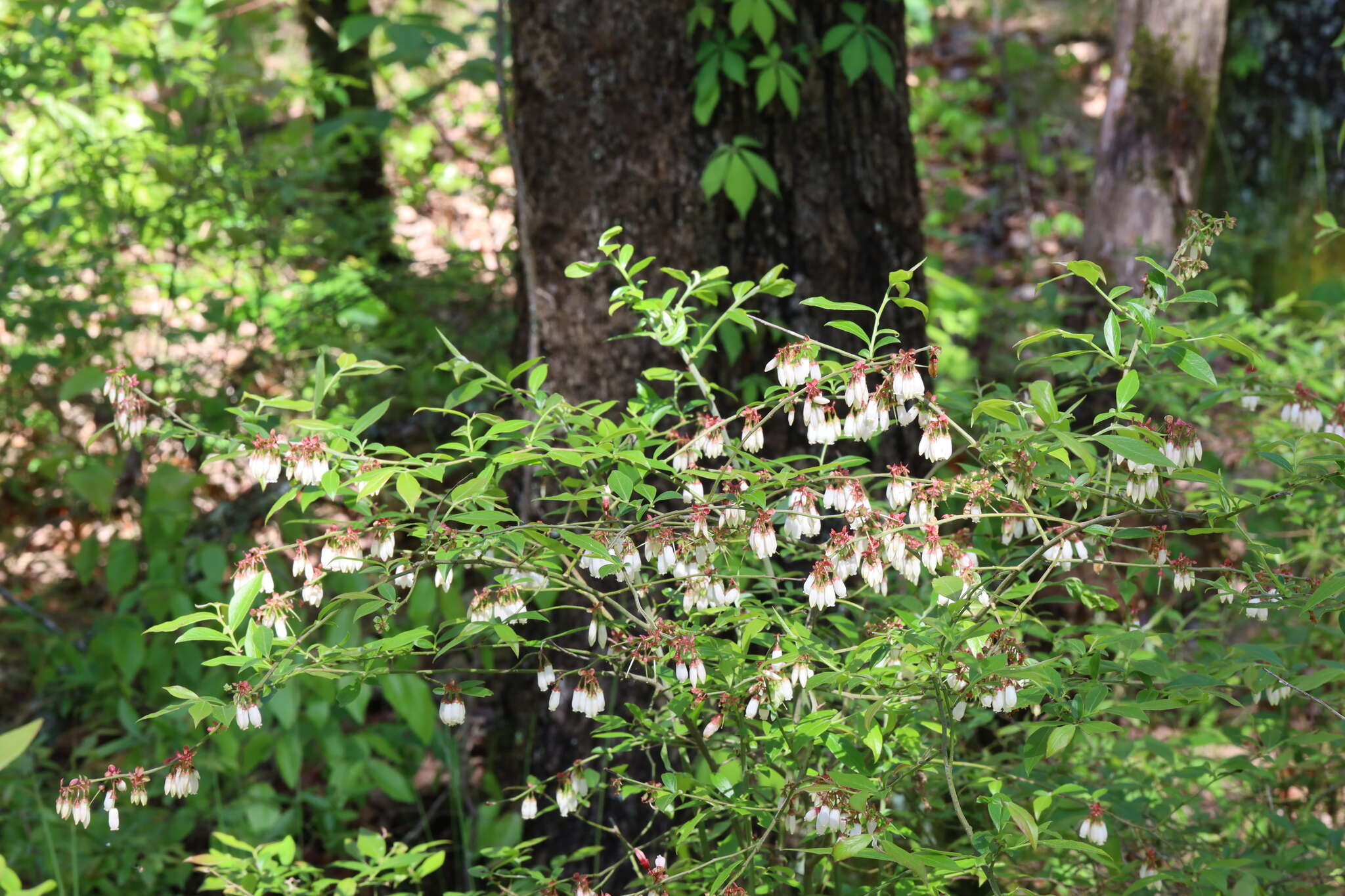 Image de Vaccinium virgatum Ait.