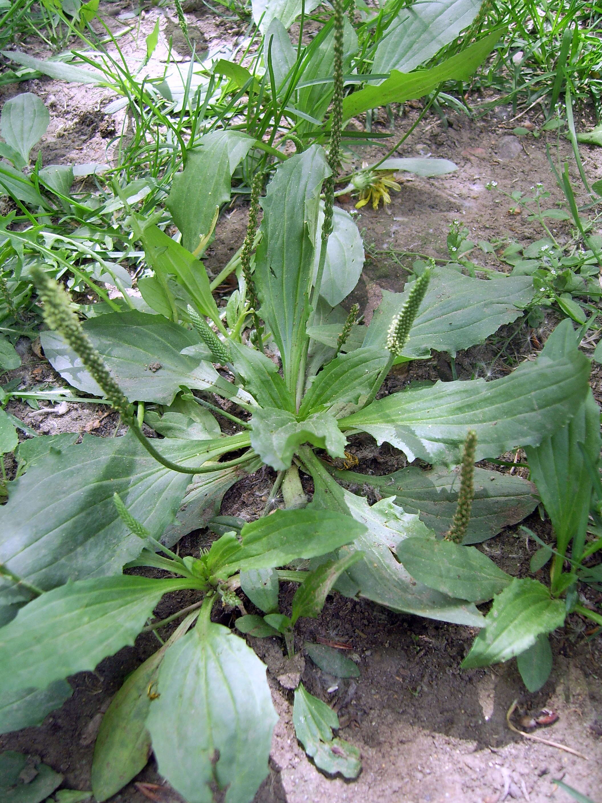 Image of Chinese Plantain