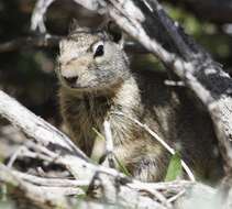 Image of Uinta ground squirrel