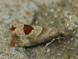 Image of Notocelia uddmanniana Linnaeus 1758