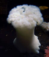 Image of giant plumed anemone