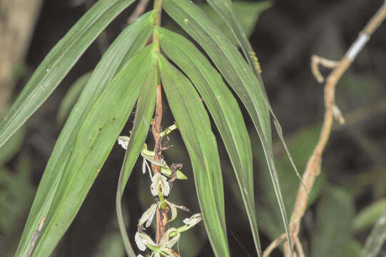 Image of Epidendrum hymenodes Lindl.