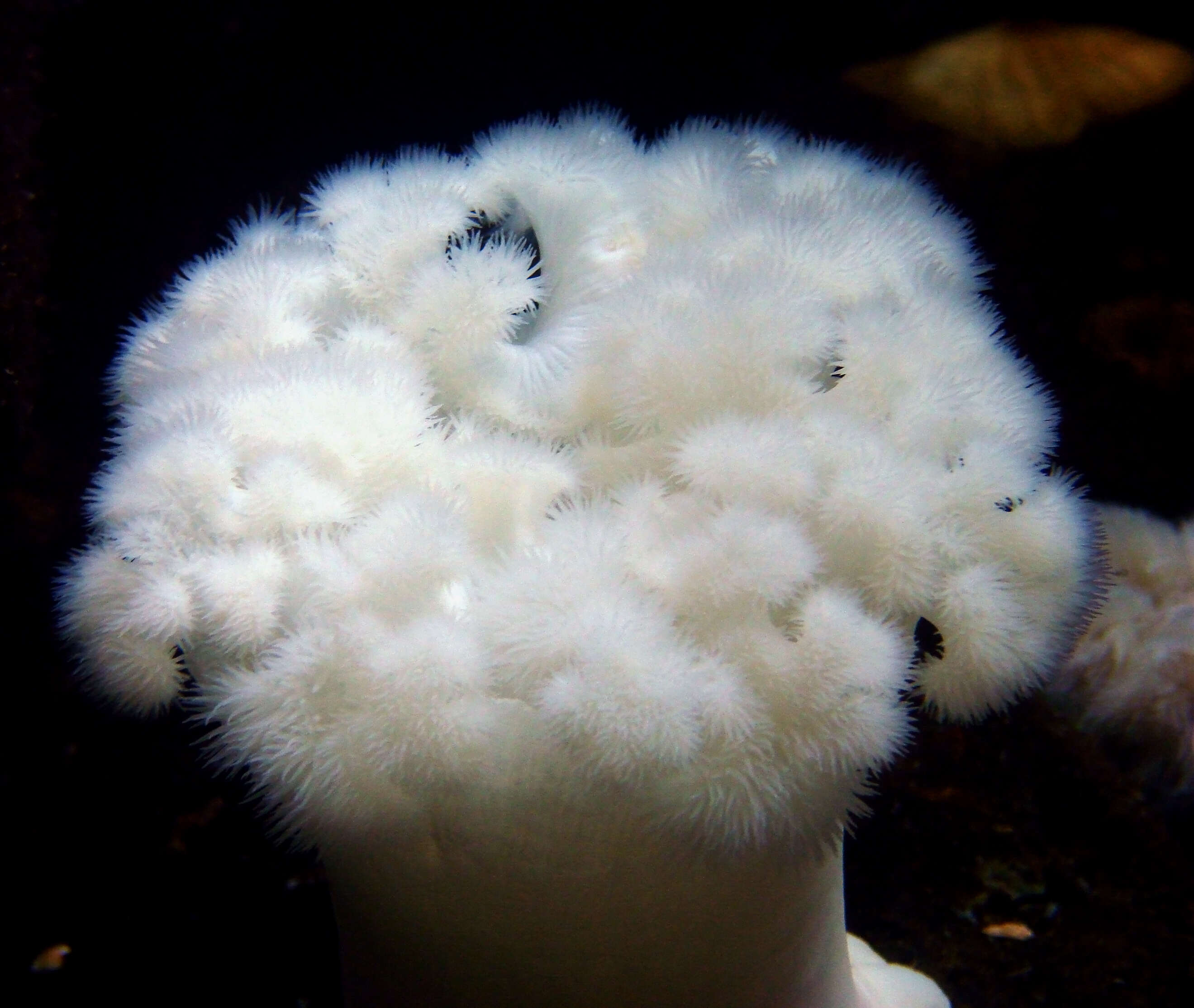 Image of giant plumed anemone