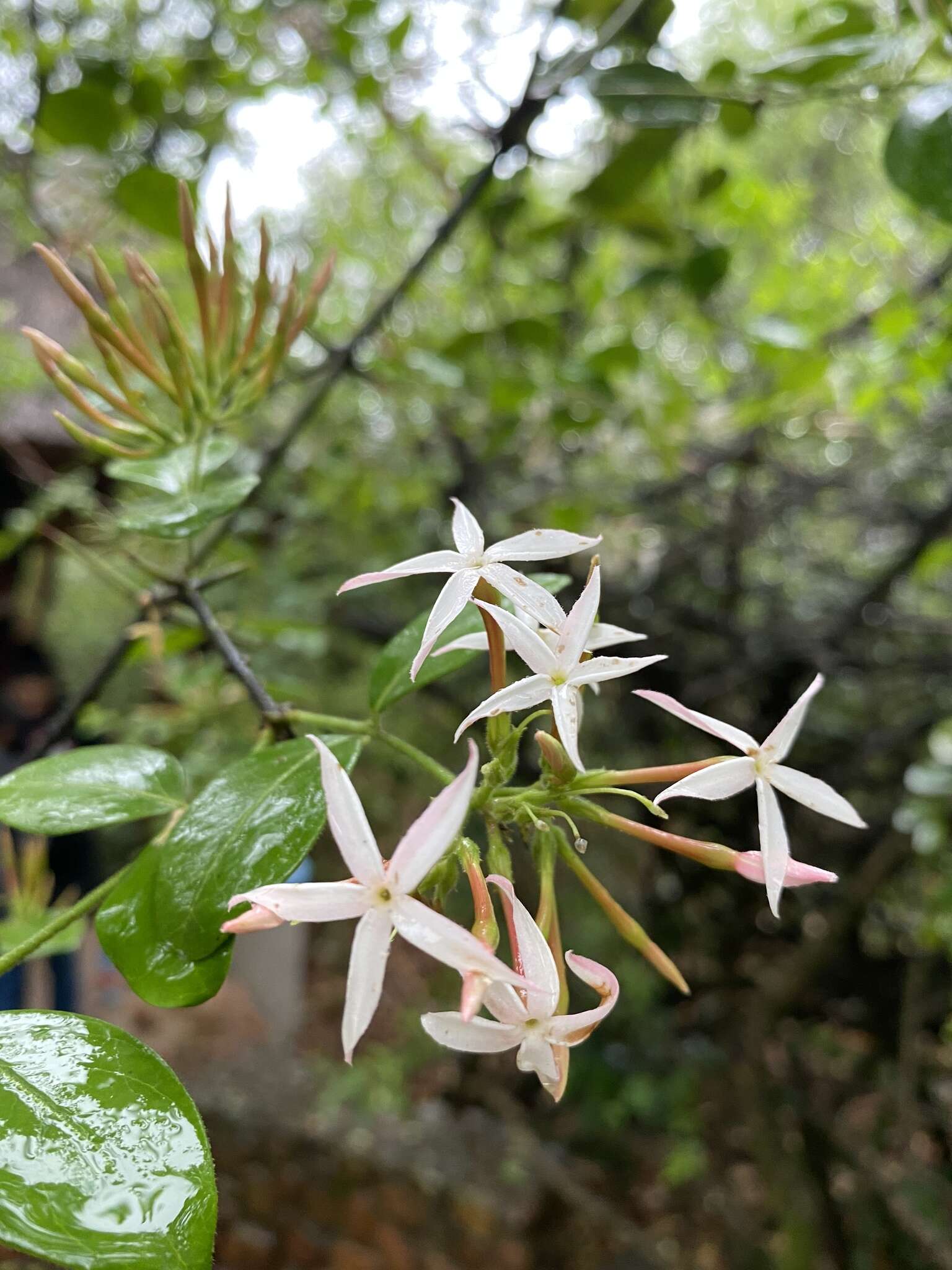 Image de Carissa edulis (Forssk.) Vahl