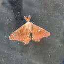 Microdulia mirabilis (Rothschild 1895)的圖片