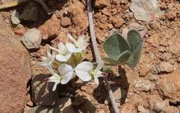 Image of Lotononis pumila Eckl. & Zeyh.