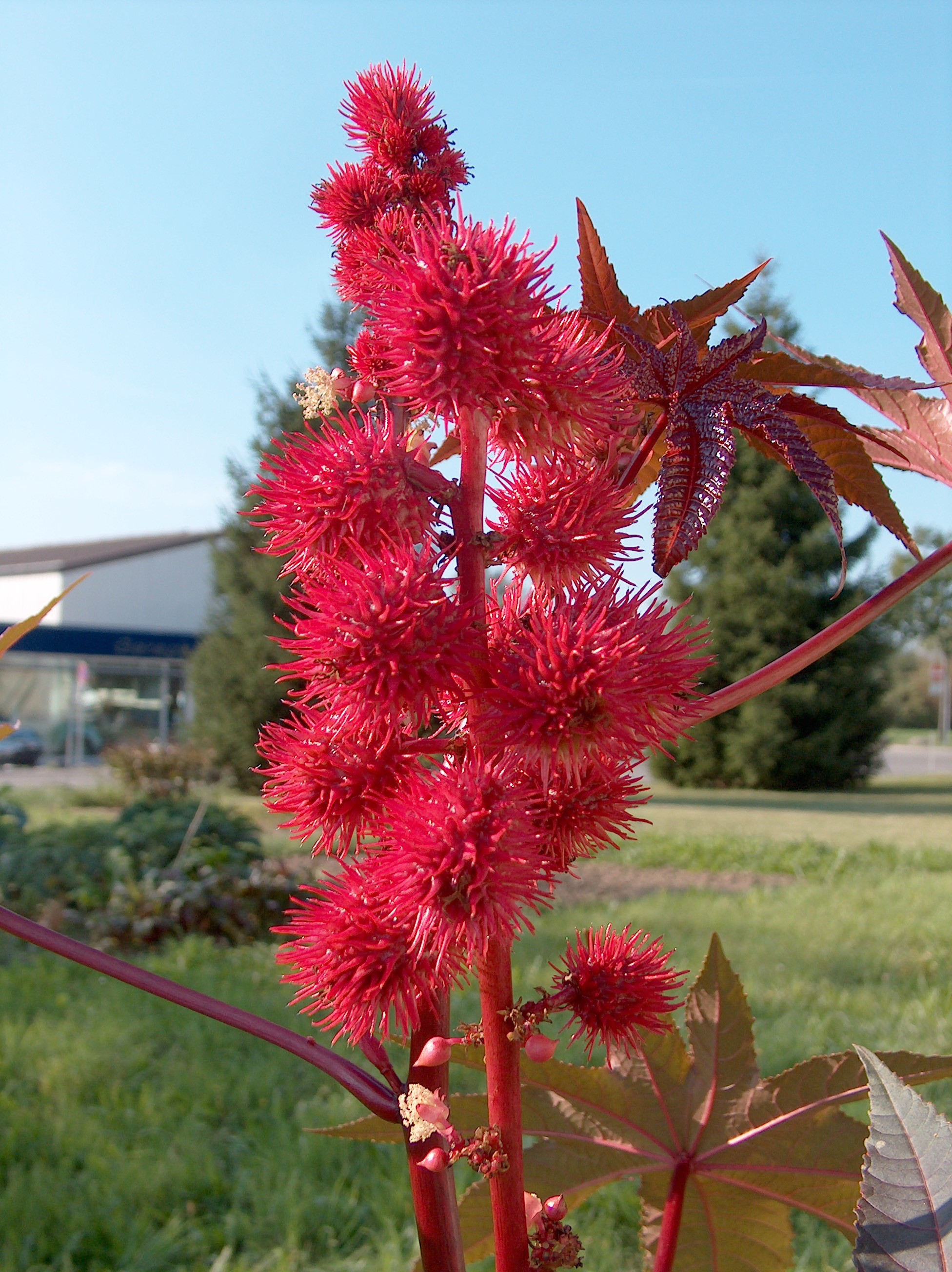 Ricinus communis