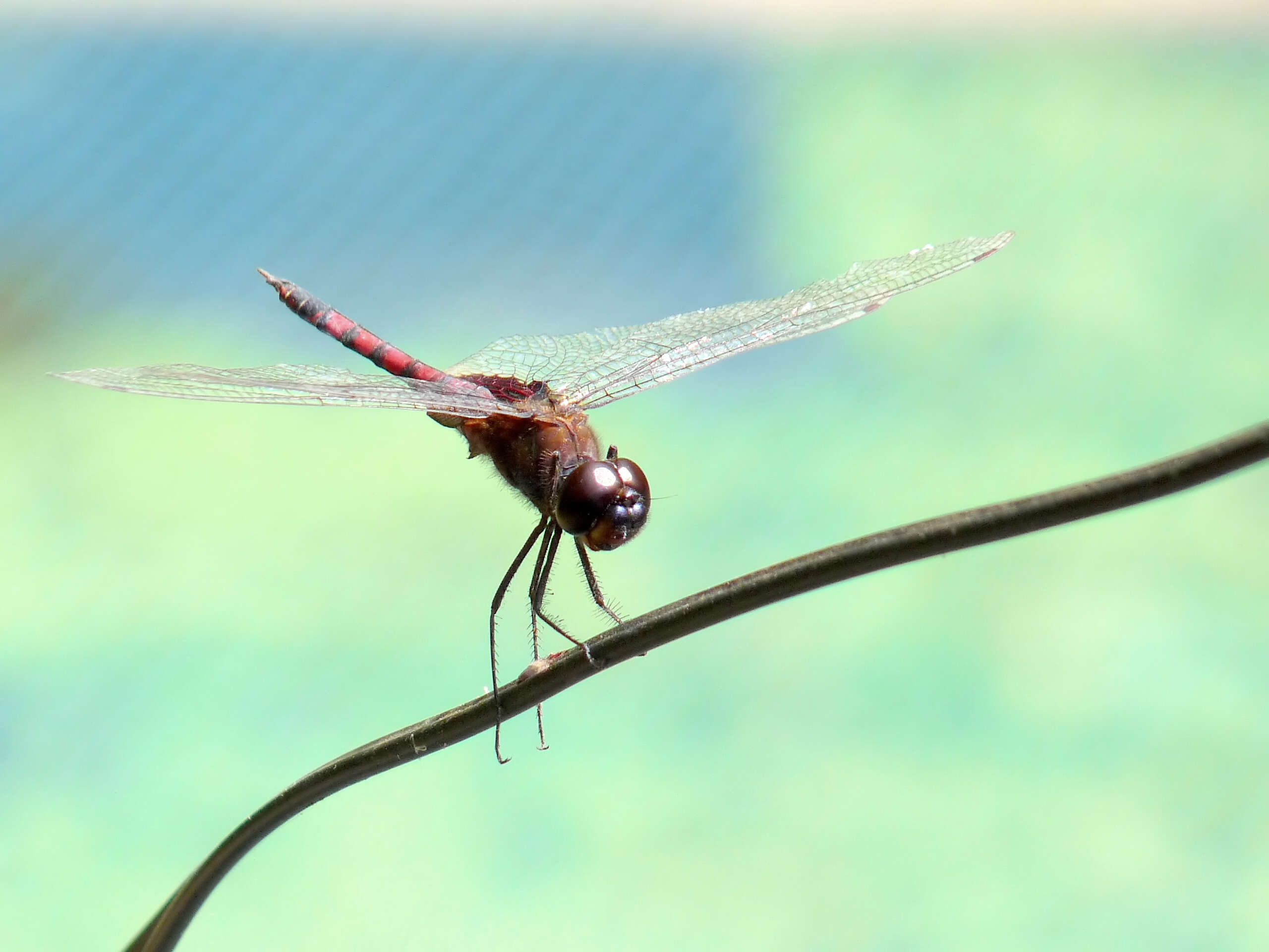 Tramea limbata (Desjardins 1835) resmi