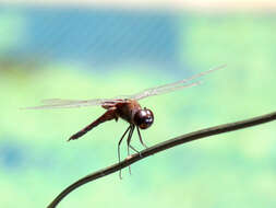 Image of Ferruginous Glider