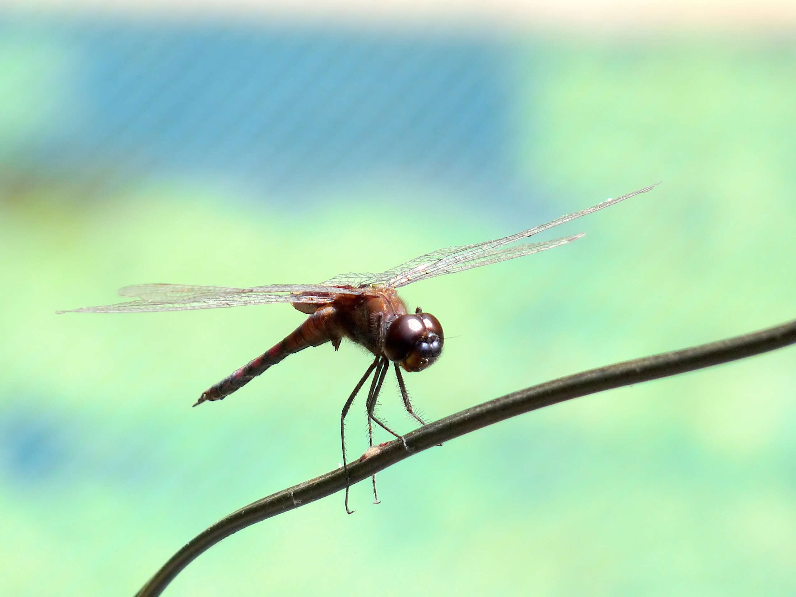 Tramea limbata (Desjardins 1835) resmi