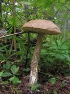 Image of Leccinum scabrum (Bull.) Gray 1821