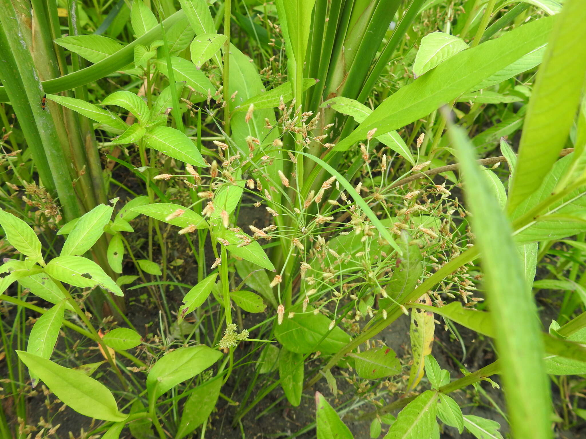 Imagem de Fimbristylis bisumbellata (Forssk.) Bubani