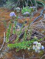 Image of Pseudoselago langebergensis O. M. Hilliard