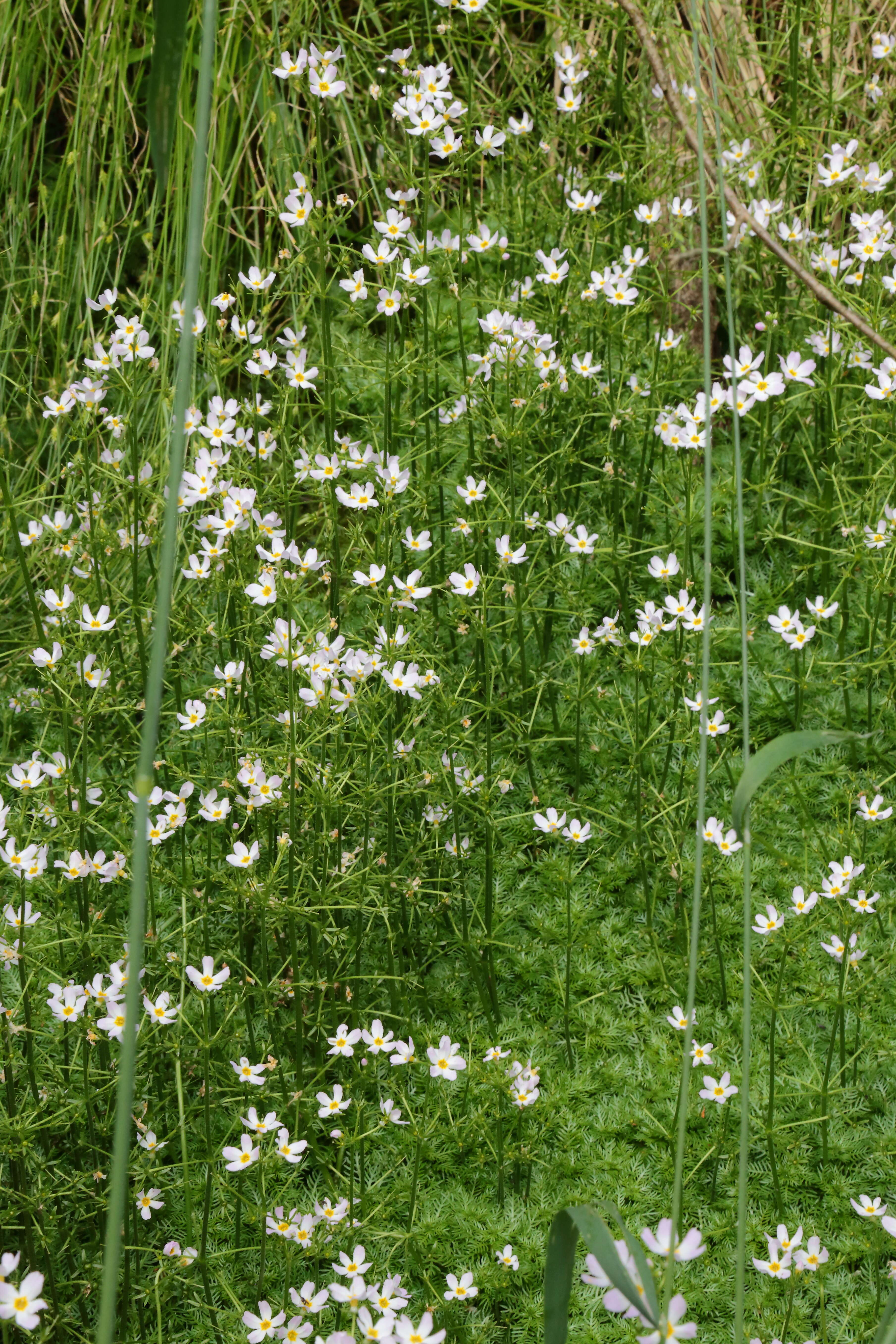 Image of Featherfoil