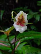 Image of Impatiens disotis Hook. fil.