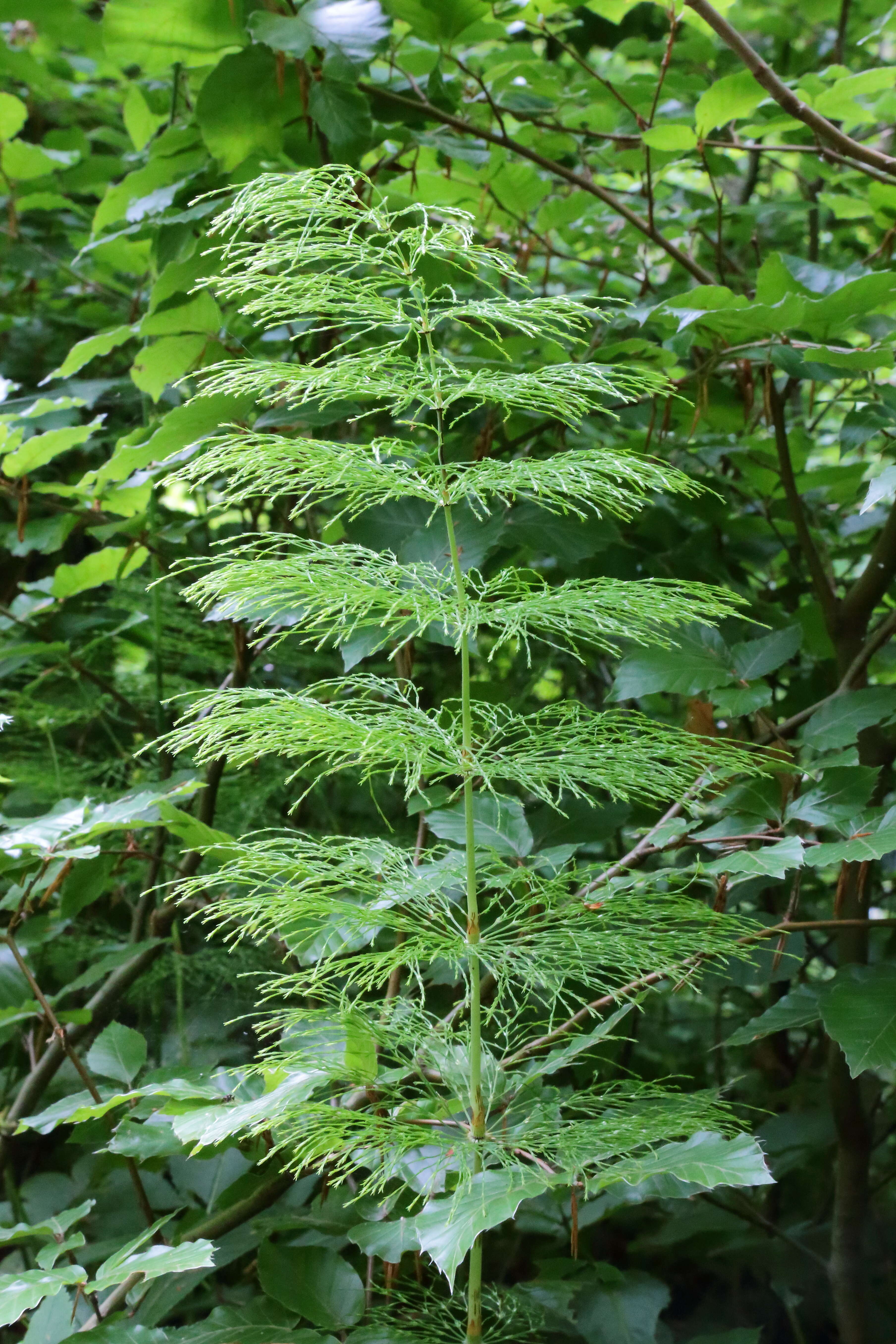 Слика од Equisetum sylvaticum L.