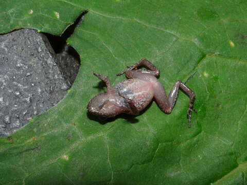 Imagem de Eleutherodactylus floresvillelai Grünwald, Reyes-Velasco, Franz-Chávez, Morales-Flores, Ahumada-Carrillo, Jones & Boissinot 2018