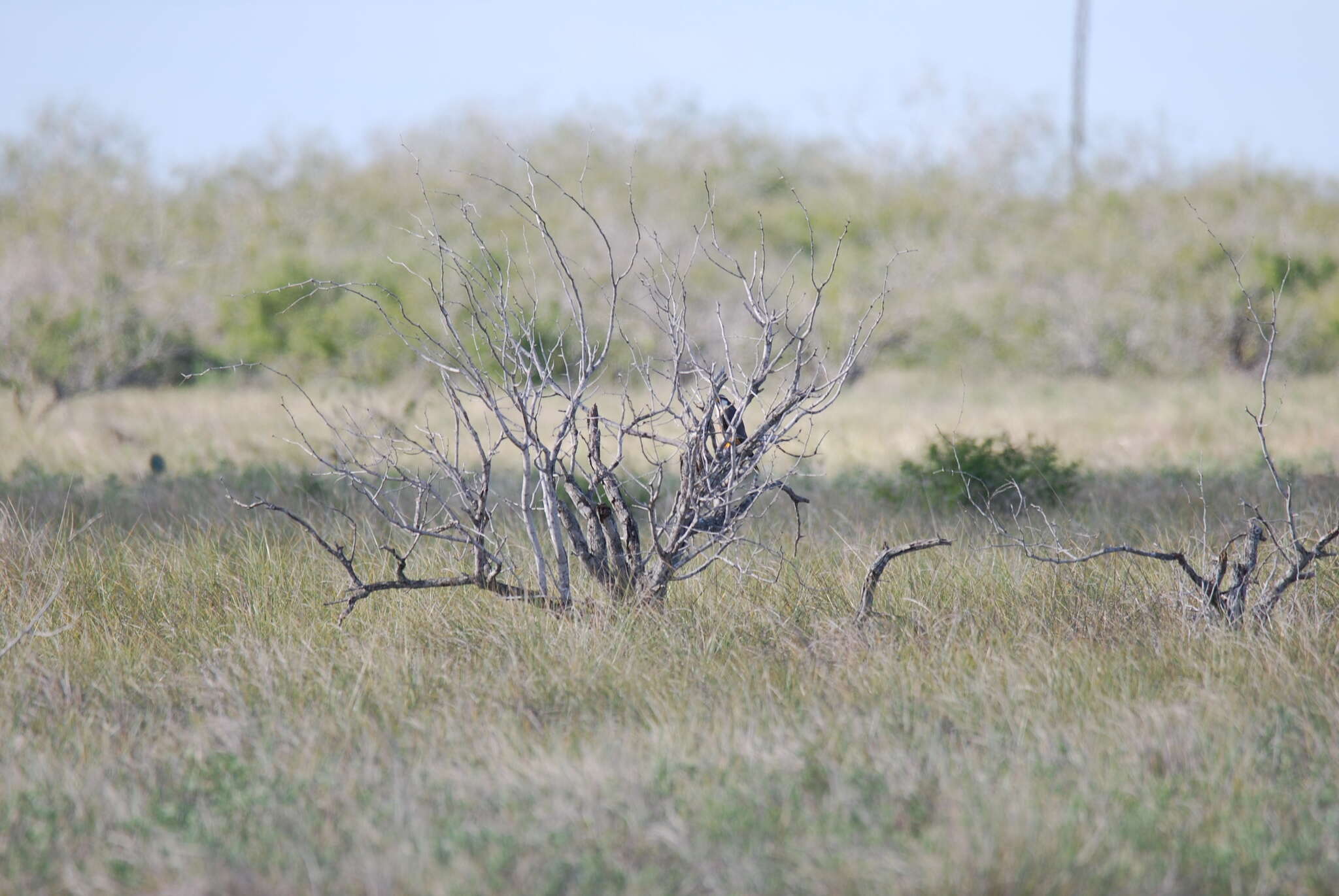 Image of Northern Aplomado Falcon