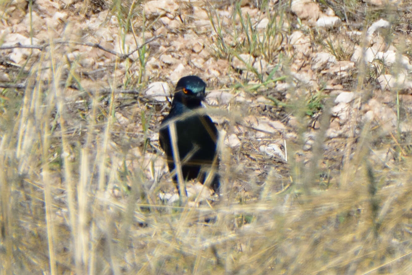 Image of Cape Glossy Starling