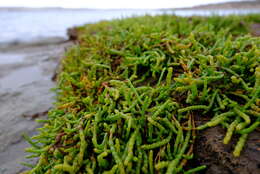 Image de Salicornia tegetaria (S. Steffen, Mucina & G. Kadereit) Piirainen & G. Kadereit