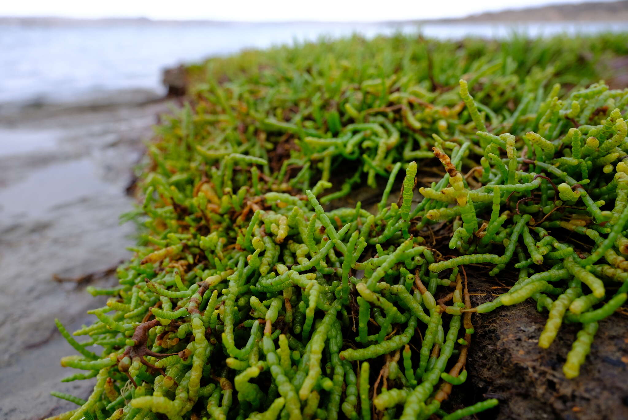 Image de Salicornia tegetaria (S. Steffen, Mucina & G. Kadereit) Piirainen & G. Kadereit