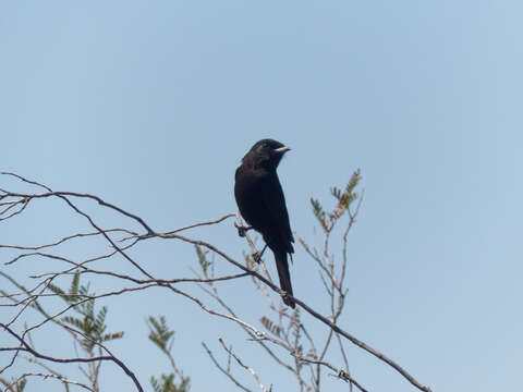 Image of White-winged Black Tyrant