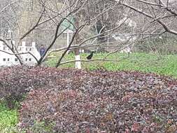 Image of Chinese Blackbird