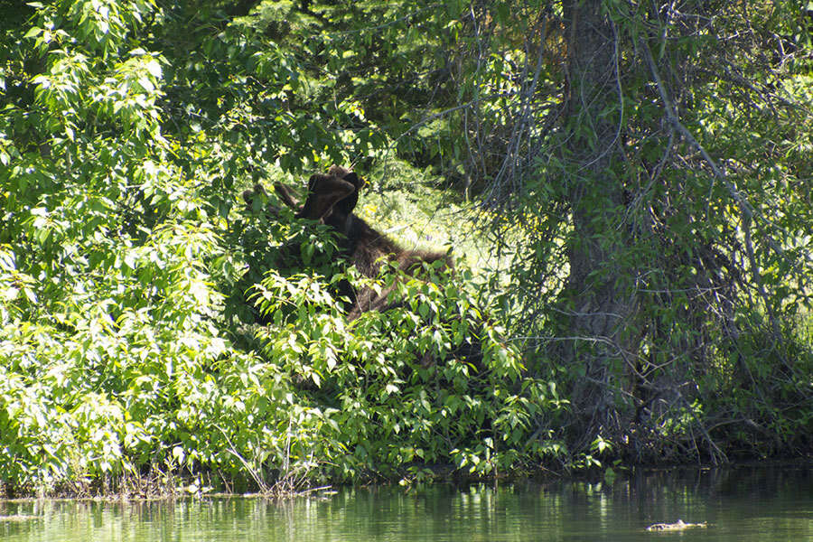 Image of North American Elk