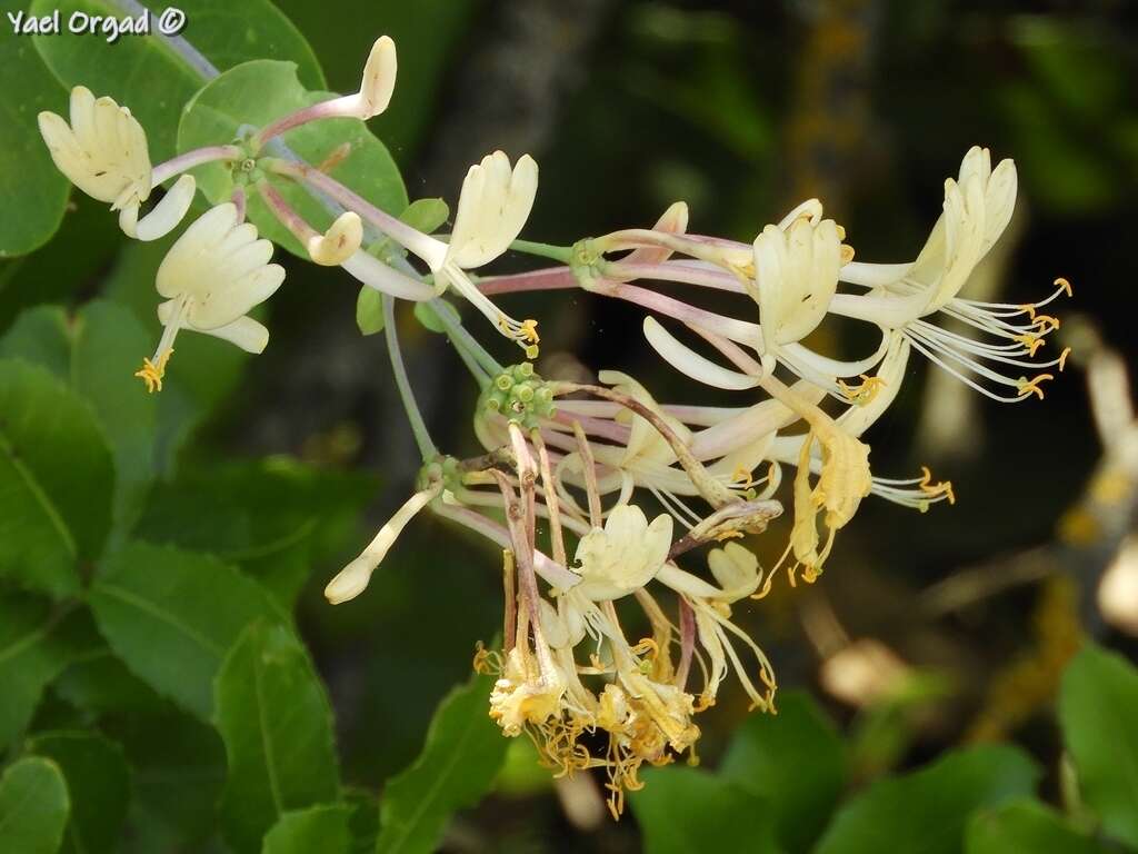 Image of Etruscan honeysuckle