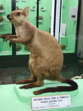 Image of Brush-tailed Rock Wallaby