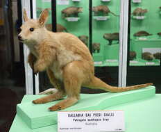 Image of Ring-tailed Rock Wallaby