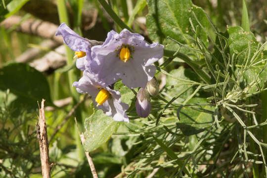 Imagem de Solanum umbelliferum Eschsch.