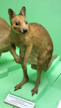 Image of Red-necked Pademelon