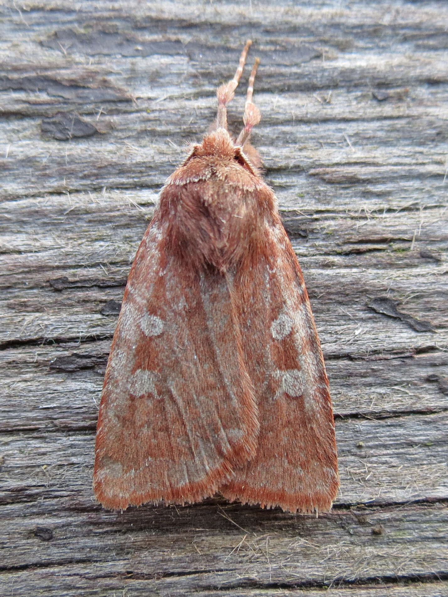 Слика од Cerastis tenebrifera Walker 1865