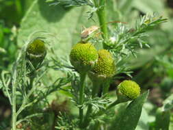 Image of disc mayweed